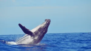 humpback-whale-cerritos-beach-mexico - -